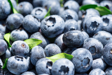 Freshly picked blueberries covered with splashes of cold water. Juicy and fresh blueberries with green leaves on a rustic table. Blueberry antioxidant. The concept of healthy food and nutrition