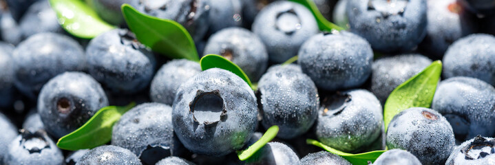 Freshly picked blueberries covered with splashes of cold water. Juicy and fresh blueberries with green leaves on a rustic table. Blueberry antioxidant. The concept of healthy food and nutrition