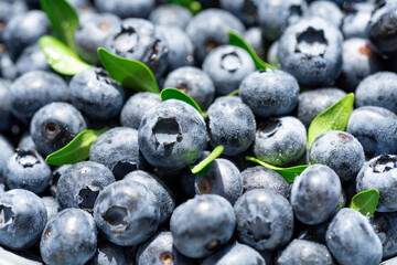 Freshly picked blueberries covered with splashes of cold water. Juicy and fresh blueberries with green leaves on a rustic table. Blueberry antioxidant. The concept of healthy food and nutrition