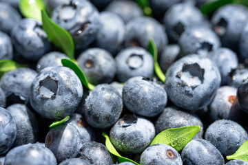 Freshly picked blueberries covered with splashes of cold water. Juicy and fresh blueberries with green leaves on a rustic table. Blueberry antioxidant. The concept of healthy food and nutrition