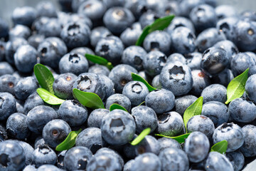 Freshly picked blueberries covered with splashes of cold water. Juicy and fresh blueberries with green leaves on a rustic table. Blueberry antioxidant. The concept of healthy food and nutrition