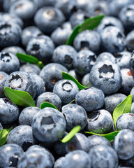 Freshly picked blueberries covered with splashes of cold water. Juicy and fresh blueberries with green leaves on a rustic table. Blueberry antioxidant. The concept of healthy food and nutrition