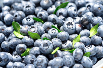 Freshly picked blueberries covered with splashes of cold water. Juicy and fresh blueberries with green leaves on a rustic table. Blueberry antioxidant. The concept of healthy food and nutrition
