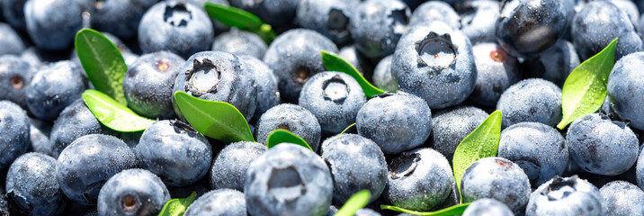 Freshly picked blueberries covered with splashes of cold water. Juicy and fresh blueberries with green leaves on a rustic table. Blueberry antioxidant. The concept of healthy food and nutrition