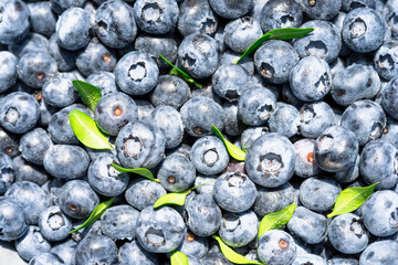 Freshly picked blueberries covered with splashes of cold water. Juicy and fresh blueberries with green leaves on a rustic table. Blueberry antioxidant. The concept of healthy food and nutrition