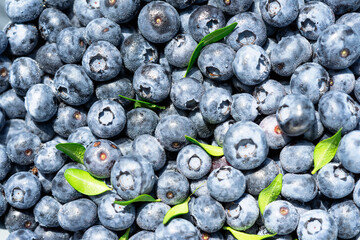 Freshly picked blueberries covered with splashes of cold water. Juicy and fresh blueberries with green leaves on a rustic table. Blueberry antioxidant. The concept of healthy food and nutrition