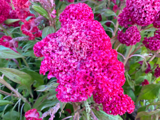 Fototapeta premium Eye-catching colorful of Celosia argentea or The silver cock's comb on a nature background.