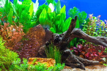 Underwater landscape nature forest style aquarium tank with a variety of aquatic plants, stones and...