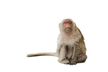 red-faced monkey with transparent backgrounds
