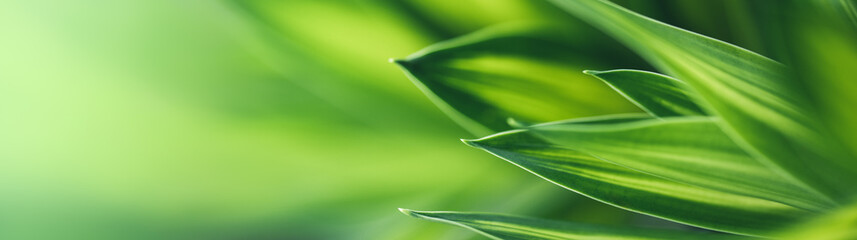 Dark green leaf texture, Natural green leaves using as nature background wallpaper or tropical leaf...
