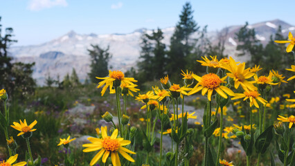Fototapeta premium Flowers on Mt Tallac