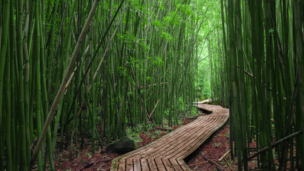 bamboo forest