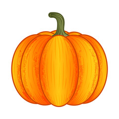 Pumpkin isolated on white background