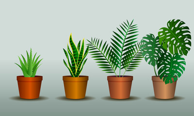 Tropical house plants, aloe vera, snake plant, parlor palm, monstera plant in vector illustration