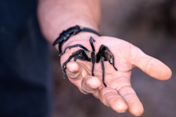 Hairy wild black tarantula crawling on the palm of a man's hand