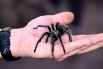 Man's hand holding hairy wild black tarantula