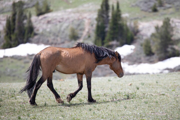 Bay buckskin wild horse stallion in the Pryor Mountains Wild Horse range in Wyoming United States
