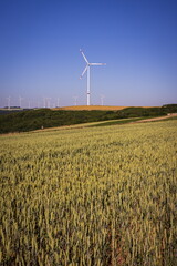Beautiful Blue Sky with windmill in the background and barely field in the foreground. Fee space top left and right and bottom