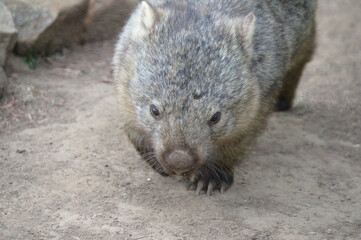 A closeup wombat at the zoo