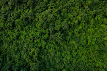 Fototapeta na wymiar aerial view of dark green forest Abundant natural ecosystems of rainforest. Concept of nature forest preservation and reforestation.soft focus