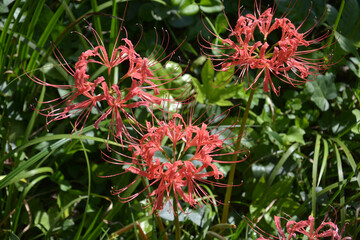 red spider flower blossoms in sunny day in the garden