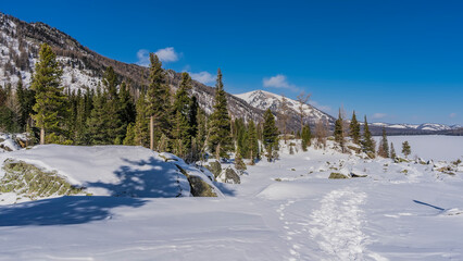 A path trodden in snowdrifts. Picturesque boulders are covered with a layer of snow. Coniferous trees and mountains against a clear blue sky. Light and shadows. Altai