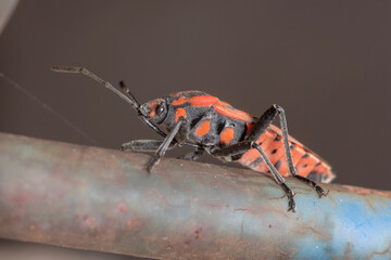 Spilostethus furcula bug posed on a metal fence
