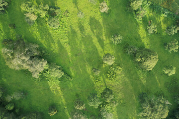 Green park background
