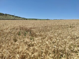 Wheat field in the summer with blue sky above