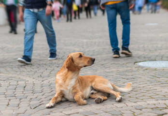 The red homeless dog lies in the street against indifferent people.