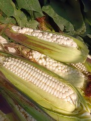 Maíz mexicano o elotes tiernos recién cortados