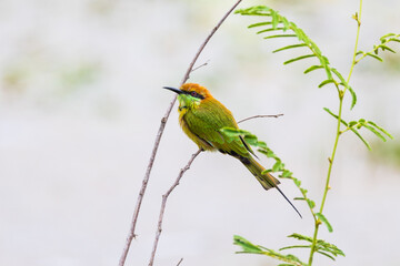 Green Bee-eater (Merops orientaiis) A beautiful little bird on the branches.