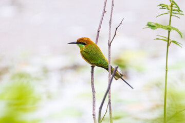 Green Bee-eater (Merops orientaiis) A beautiful little bird on the branches.