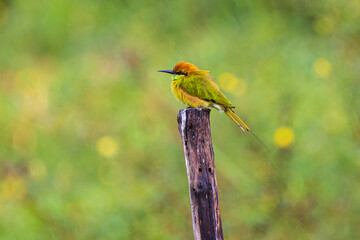 Green Bee-eater (Merops orientaiis) A beautiful little bird on the branches.