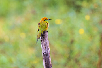 Green Bee-eater (Merops orientaiis) A beautiful little bird on the branches.