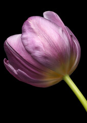 A single purple flower isolated on a black background