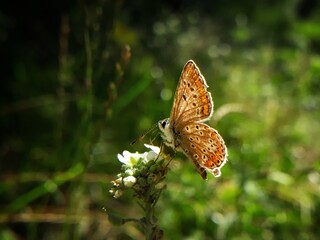butterfly on a flower