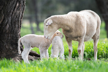 Mother sheep looking at twin lambs in the green pasture.