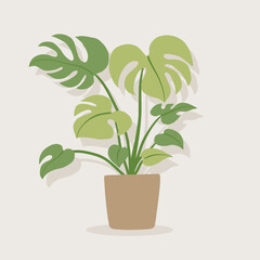 Simplicity monstera plant freehand drawing flat design.