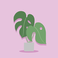 Simplicity monstera plant freehand drawing flat design.