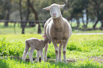 Obraz premium Mother sheep looking at camera while her lamb feeds.