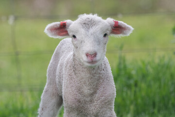 Close up of lamb looking at camera.