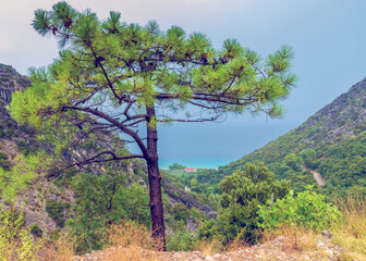 pine tree on the hill