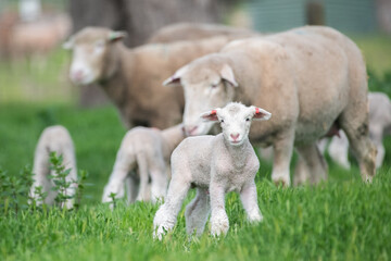 Obraz premium Lamb standing with sheep in the background.