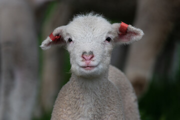 Close up of lamb with heart shaped nose.