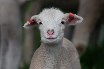 Fototapeta premium Close up of lamb with heart shaped nose.