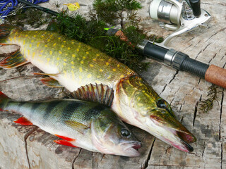 Pike, perch and spinning with a reel lying on a tree stump.