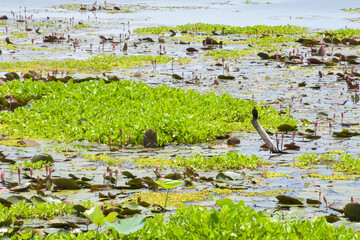 field White  and pink lotus in lake and boat wood fisherman  in southern Thailand