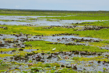 field White  and pink lotus in lake and boat wood fisherman  in southern Thailand
