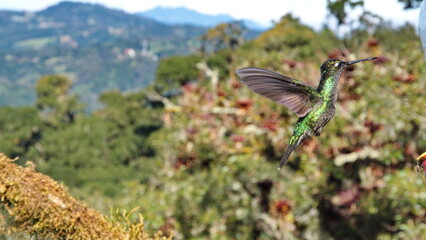 Talamanca hummingbird (Eugenes spectabilis) in flight at the high altitude Paraiso Quetzal Lodge outside of San Jose, Costa Rica